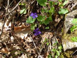 Click to see big picture (1024x768 pixels; 206 KB)