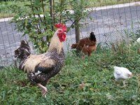 Click to see big picture (667x500 pixels; 134 KB)