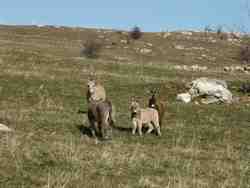 Click to see big picture (667x500 pixels; 47 KB)