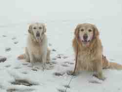 Cliquer pour agrandir l'image (800x600 :  32 KB pixels); 14.03.2004 15:01