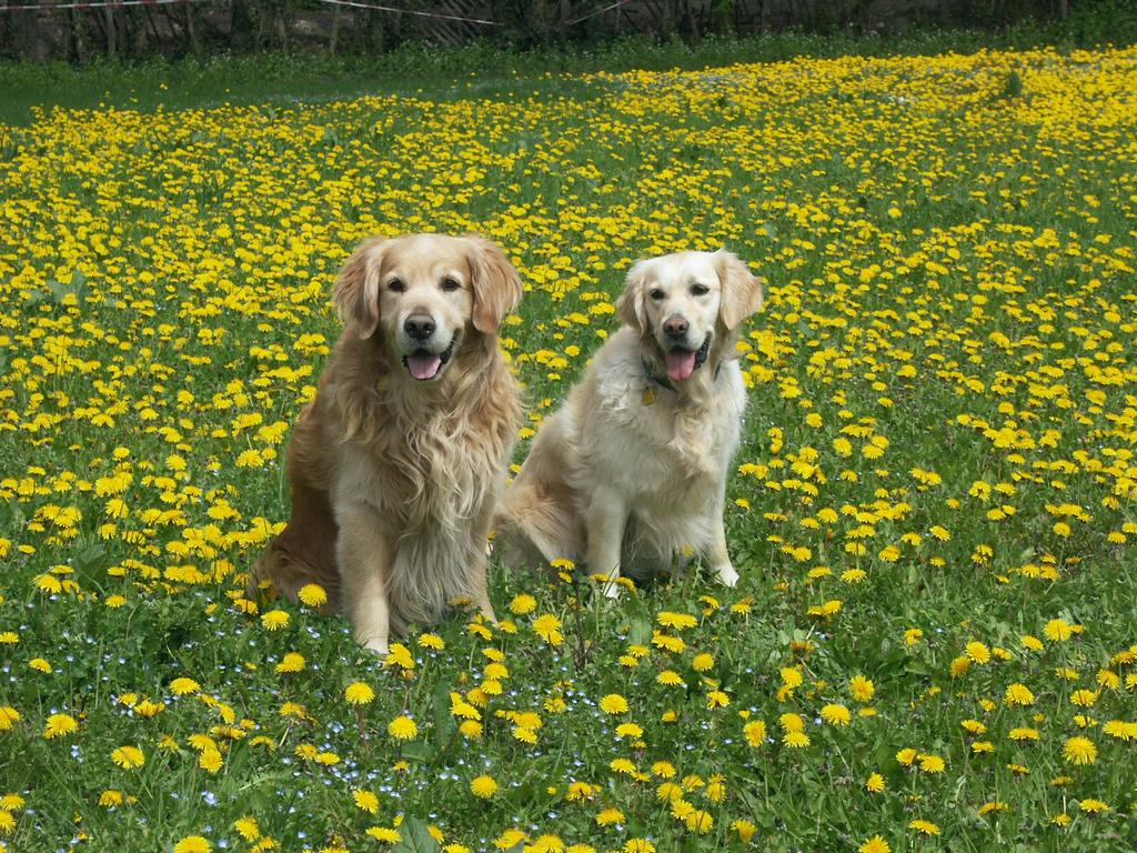 {Clic pour voir plus grand}