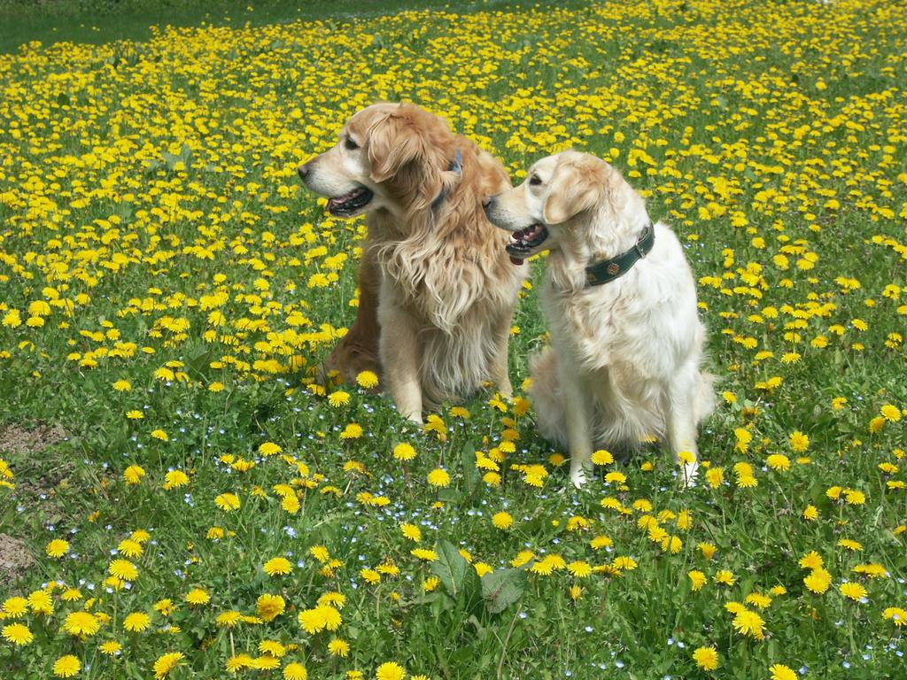 {Clic pour voir plus grand}