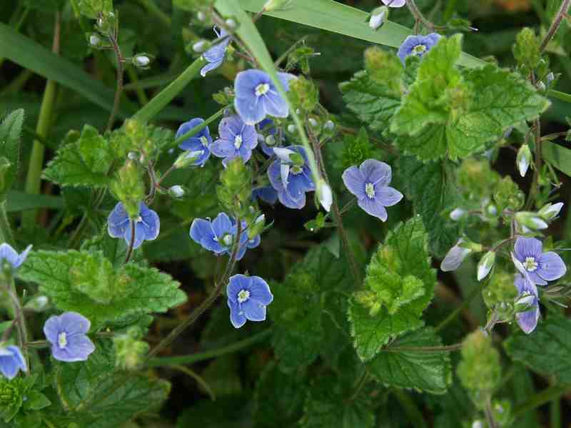 Clic ici pour voir l'image suivante