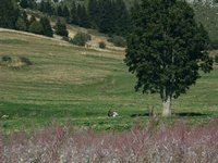 Cliquer pour agrandir l'image (1600x1200 pixels; 5625 KB)