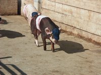 Cliquer pour agrandir l'image (1600x1200 pixels; 5625 KB)