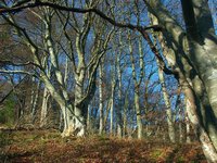 Click to see big picture (1600x1200 pixels; 5625 KB)