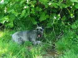 Cliquer pour agrandir l'image (1600x1200 pixels; 5625 KB)