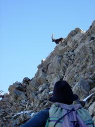 Cliquer pour agrandir l'image (450x600 pixels; 50 KB)