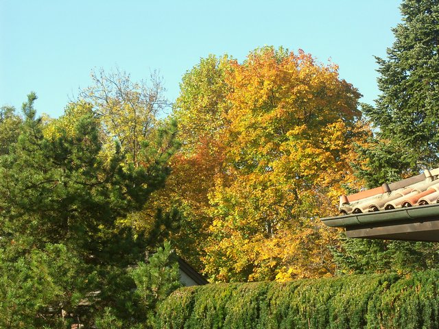 Clic ici pour voir l'image suivante