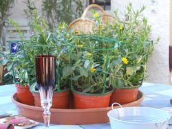 Cliquer pour agrandir l'image (2592x1944 pixels; 14762 KB)