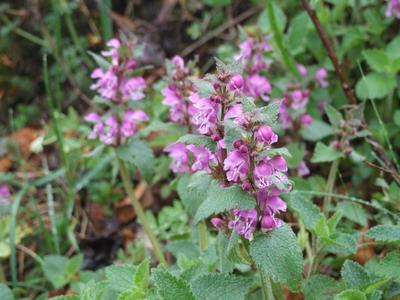 Cliquer pour agrandir l'image (2592x1944 pixels; 14762 KB)