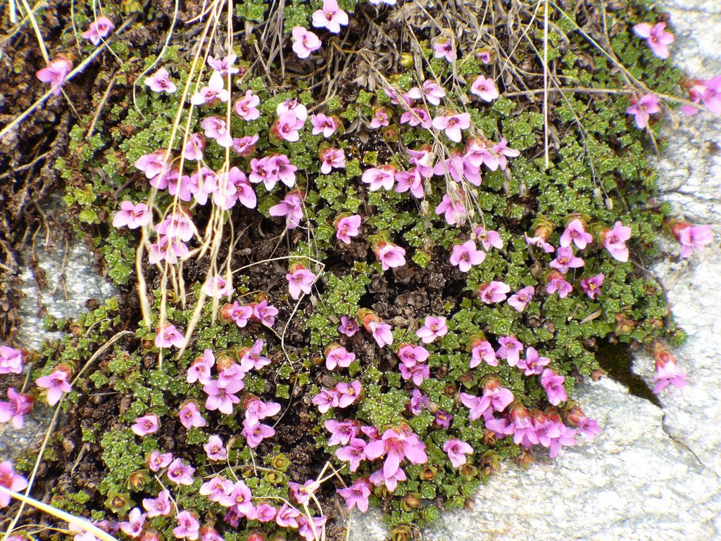 Cliquer pour voir l'image suivante