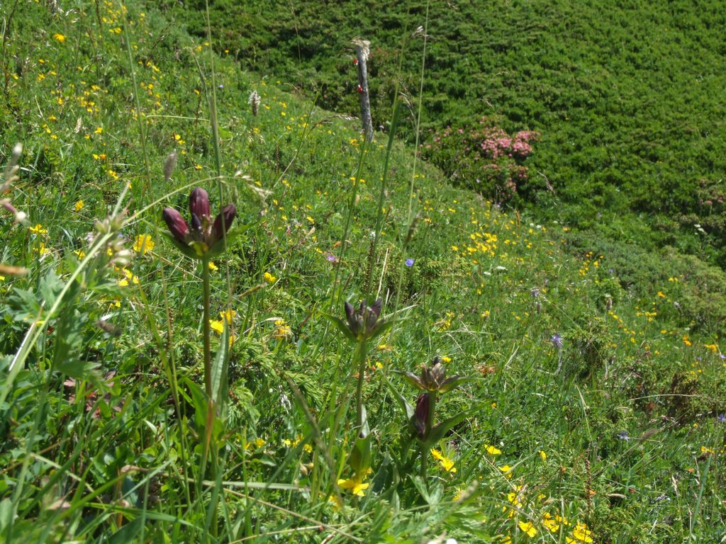 Cliquer pour voir l'image suivante