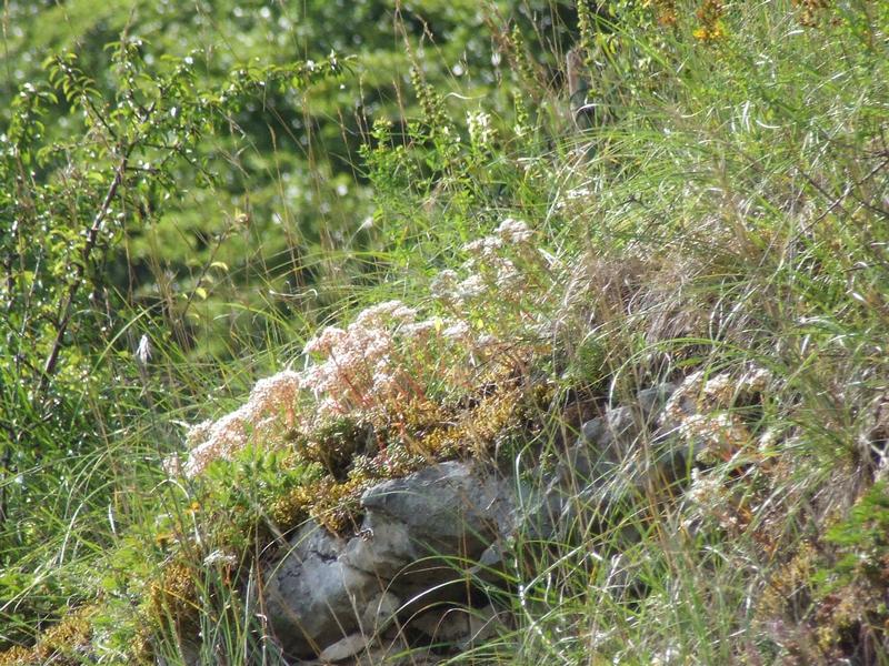 Cliquer pour voir l'image suivante