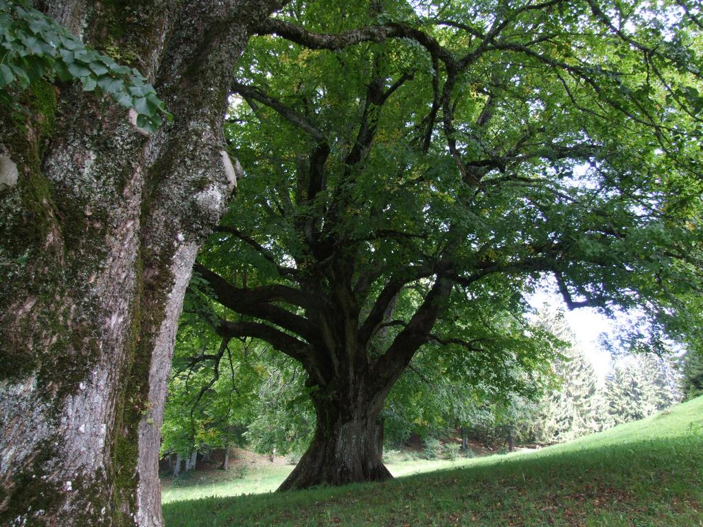 Clic pour voir l'image suivante