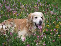 Clic pour agrandir l'îmage (1024x768 pixels; 193 KB)