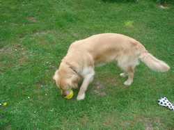 Pour agrandir l'image (1024x768 pixels; 176 KB)