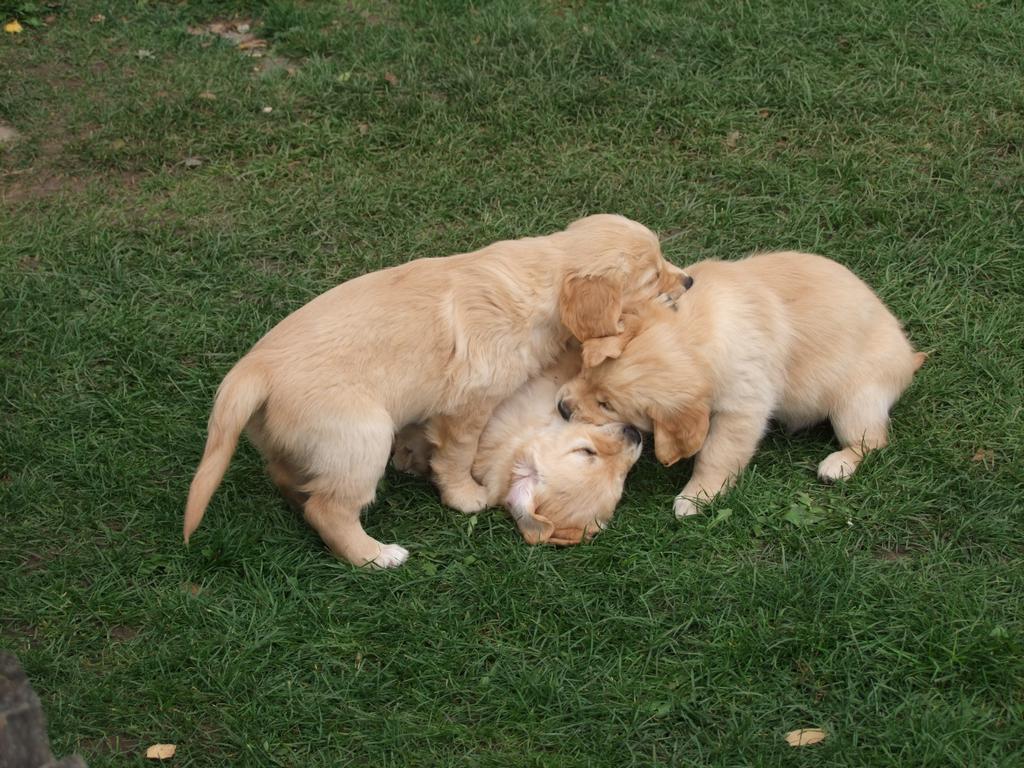 Pour l'image suivante