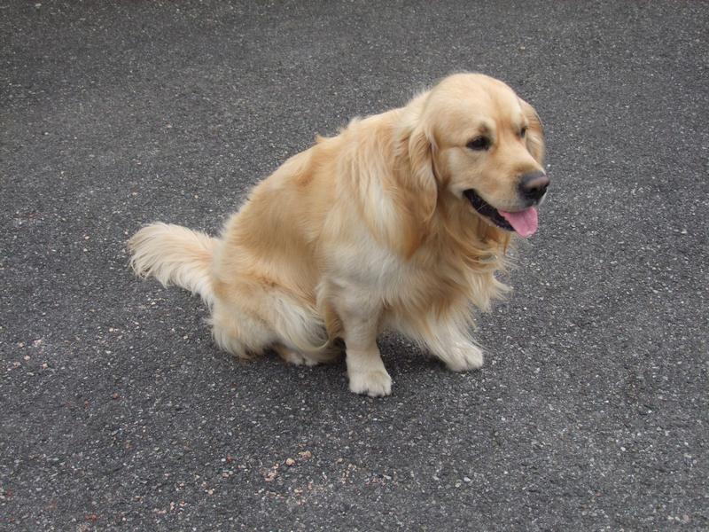 Pour l'image suivante