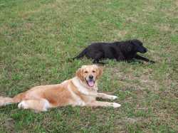 Pour agrandir l'image (800x600 pixels; 153 KB)