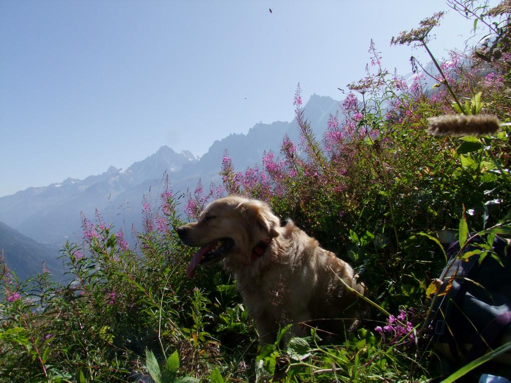 Pour l'image suivante