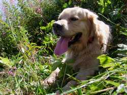 Pour agrandir l'image (1024x768 pixels; 216 KB)