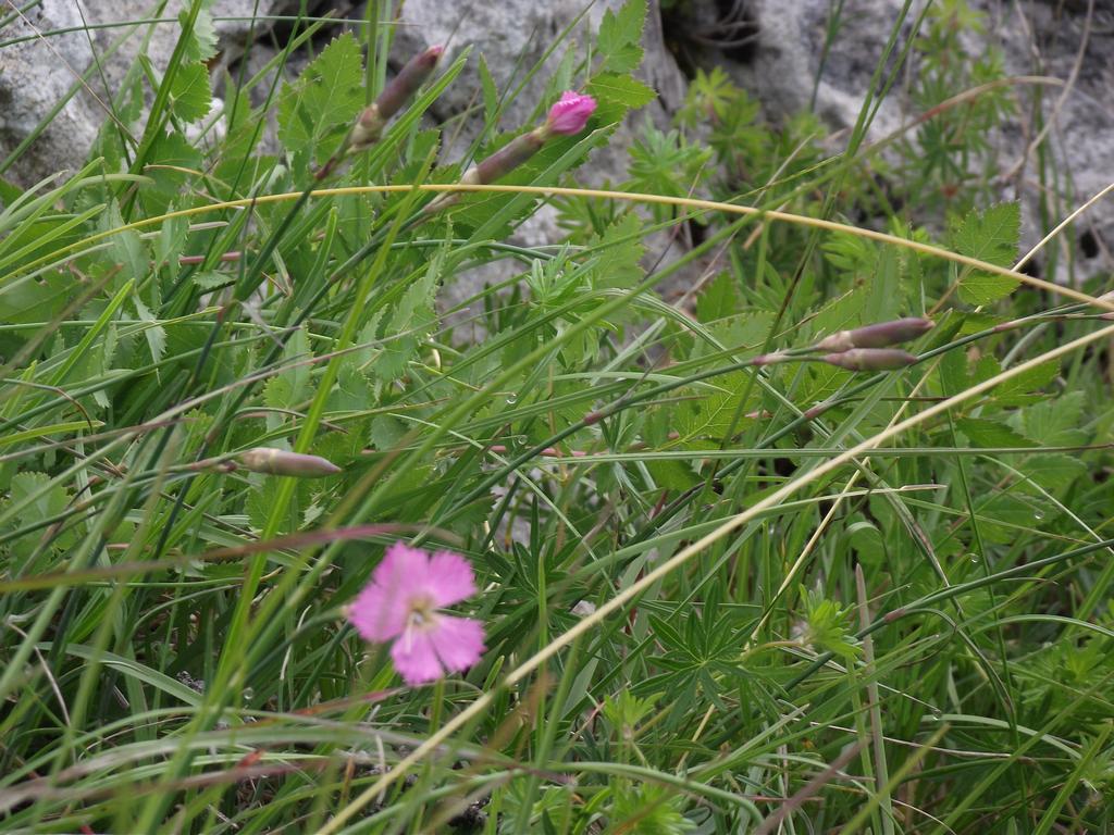 clic ici pour suivante