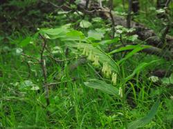 Clic pour agrandir l'image (1024x768 pixels; 173 KB)