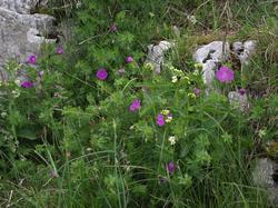 Clic pour agrandir l'image (1024x768 pixels; 269 KB)