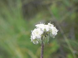 Clic pour agrandir l'image (1024x768 pixels; 44 KB)