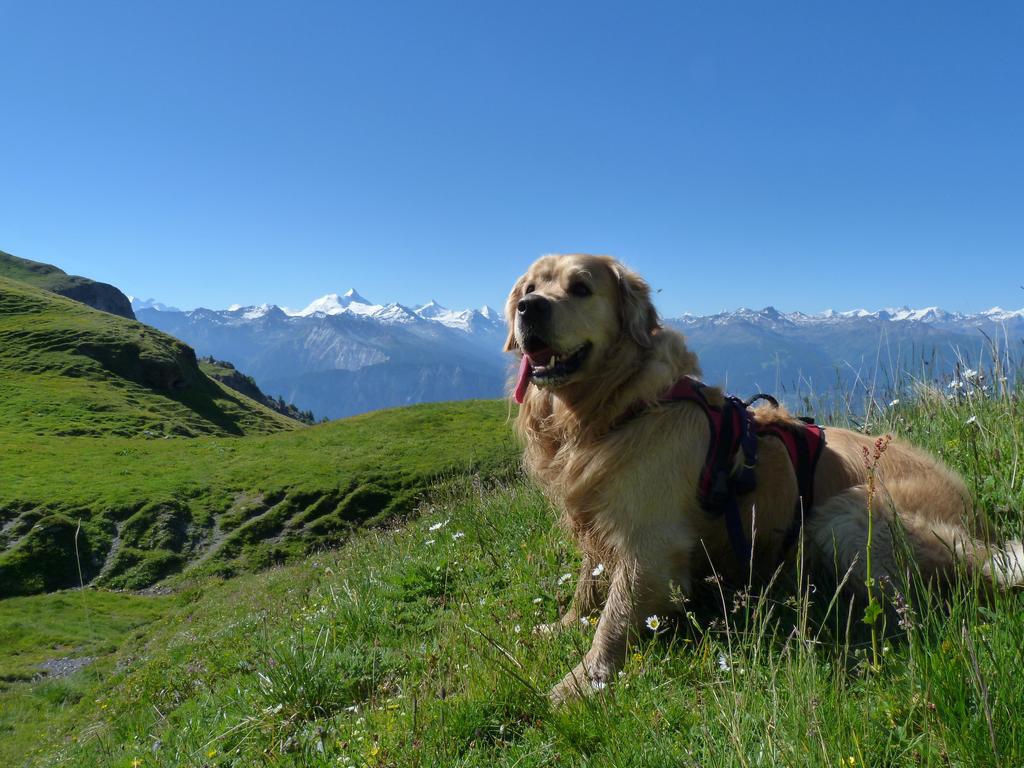 Cliqeu pour voir l'image suivante