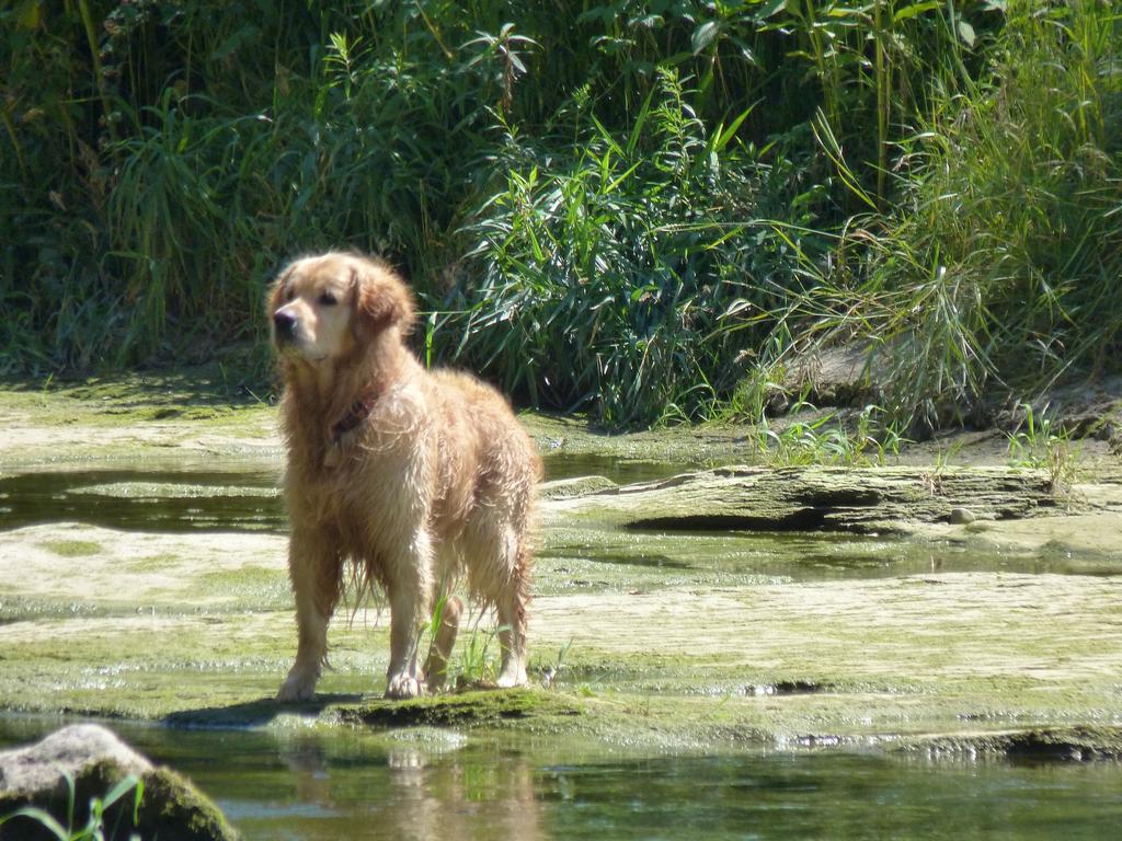 Clique pour voir l'image suivante