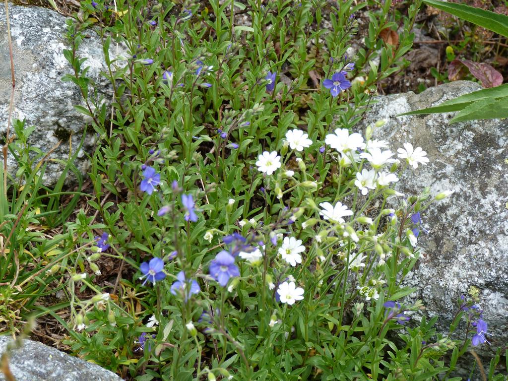 Clic pour l'image suivante