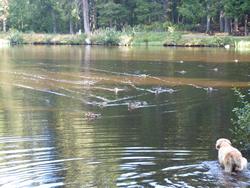 Clic pour agrandir l'image (1024x768 pixels; 163 KB)