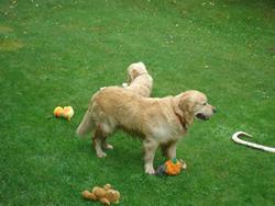 Clic pour agrandir l'image (1024x768 pixels; 140 KB)