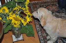 Clic pour agrandir l'image (1024x679 pixels; 96 KB)