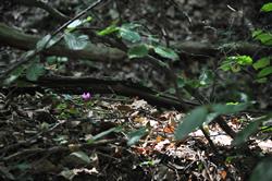 Clic pour agrandir l'image (1024x680 pixels; 112 KB)