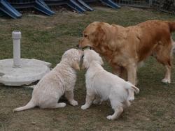 Clic pour agrandir l'image (1024x768 pixels; 135 KB)