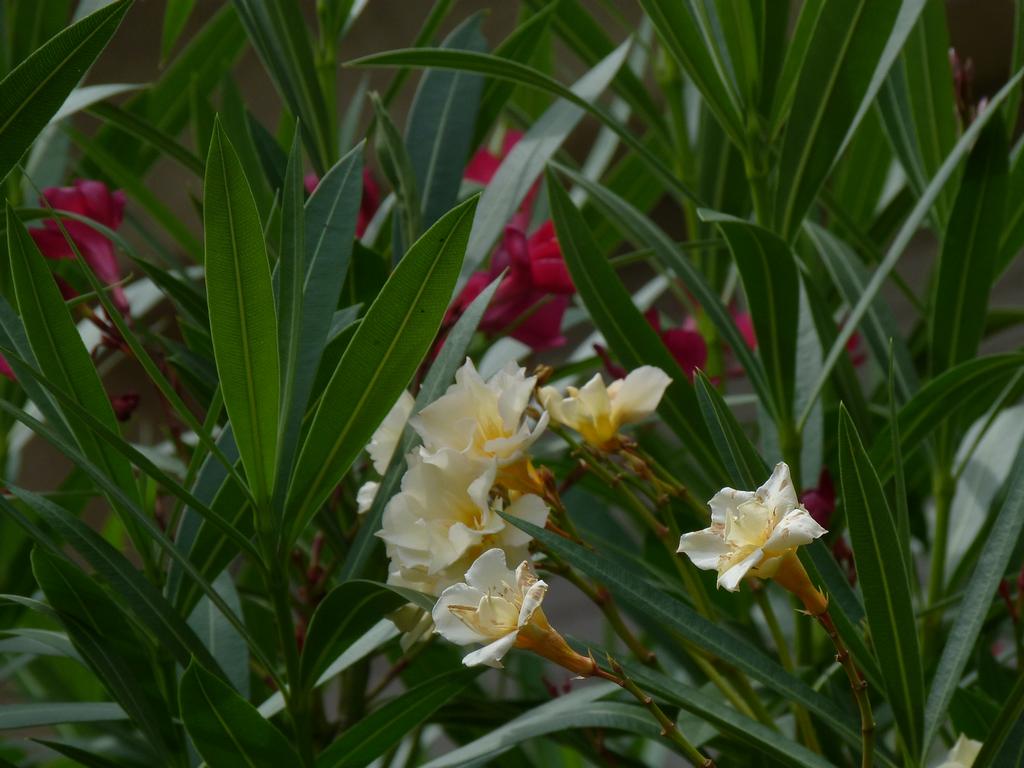 Clic pour l'image suivante