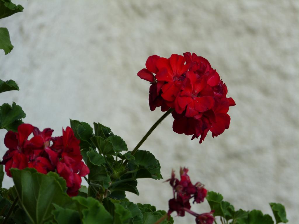 Clic pour l'image suivante