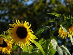 Clic pour agrandir l'image (1024x768 pixels; 98 KB)