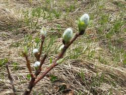 Clic pour agrandir l'image (1024x768 pixels; 312 KB)