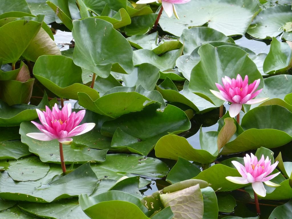 Clic pour l'image suivante