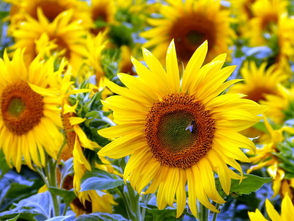 Click to see next picture