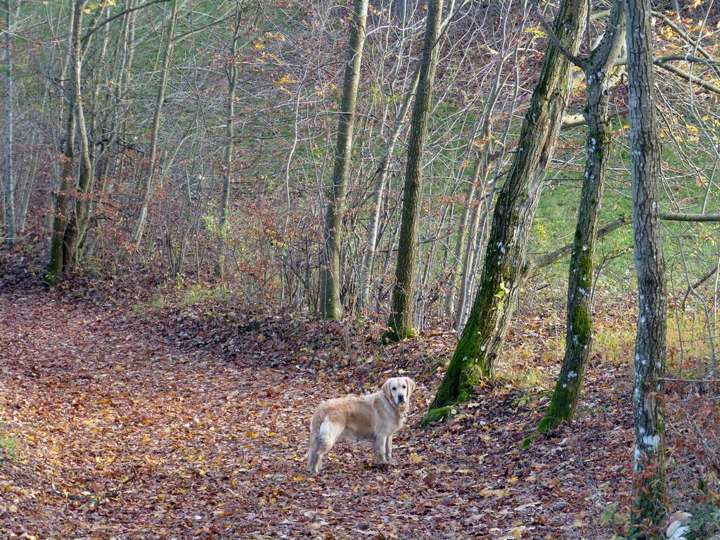 {Clic pour voir plus grand}