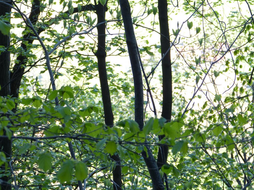 {Clic pour voir plus grand}