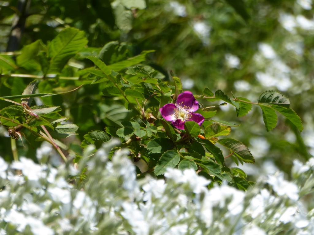 {Clic pour voir plus grand}