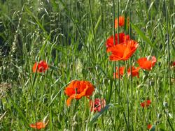 Click to see big picture (1024x768 pixels; 166 KB)