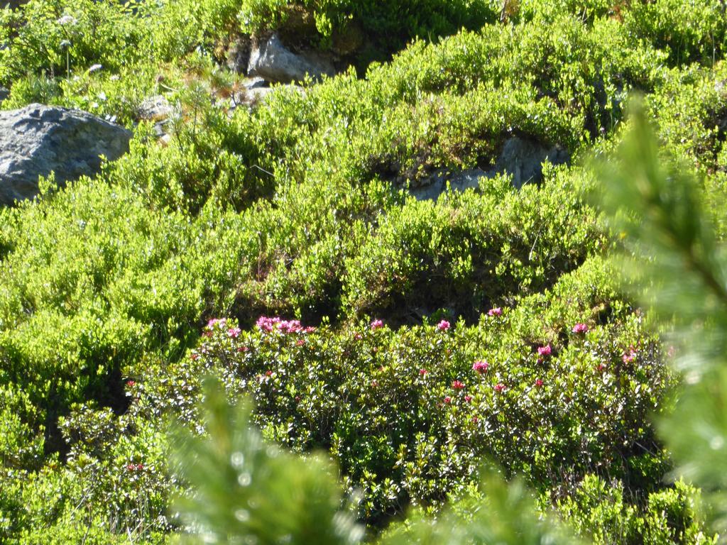 {Clic pour voir plus grand}