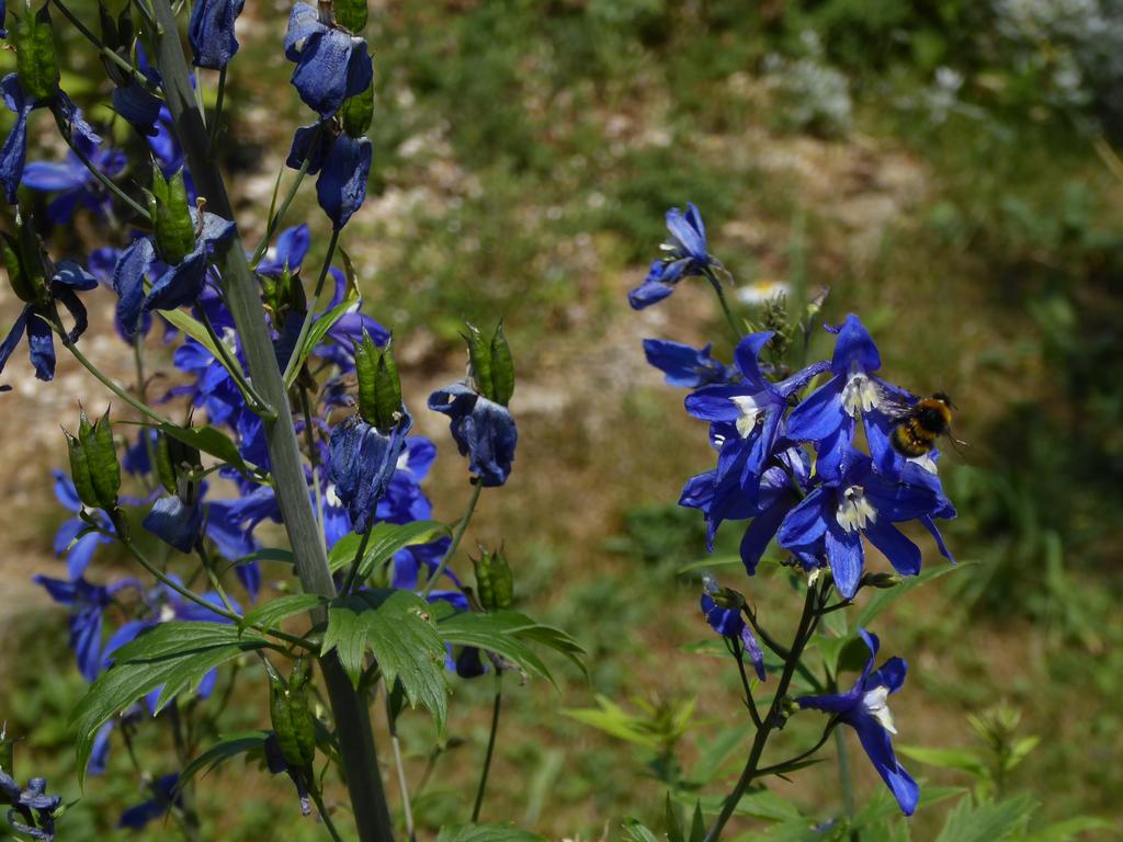 {Clic pour voir plus grand}